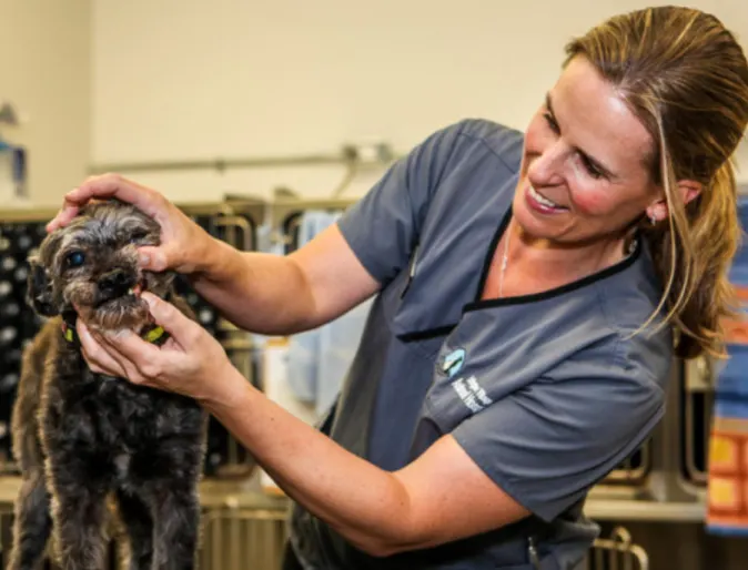 Veterinarian Examining a Dog's Teeth at Islington Village Animal Hospital